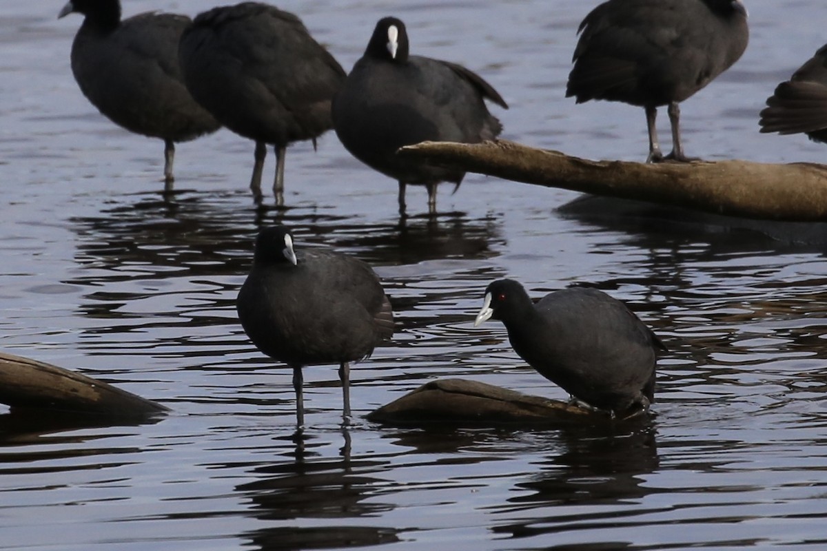 Eurasian Coot - Jim Stone