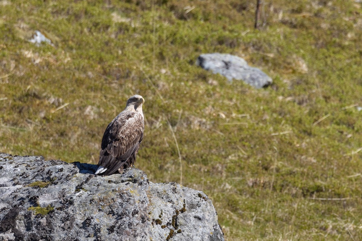 White-tailed Eagle - Carol Holmes