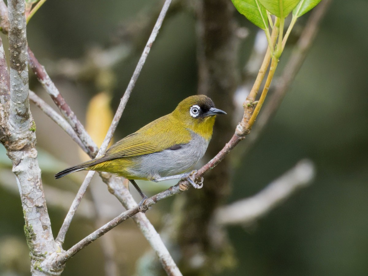 Black-capped White-eye - Evelyn Lee