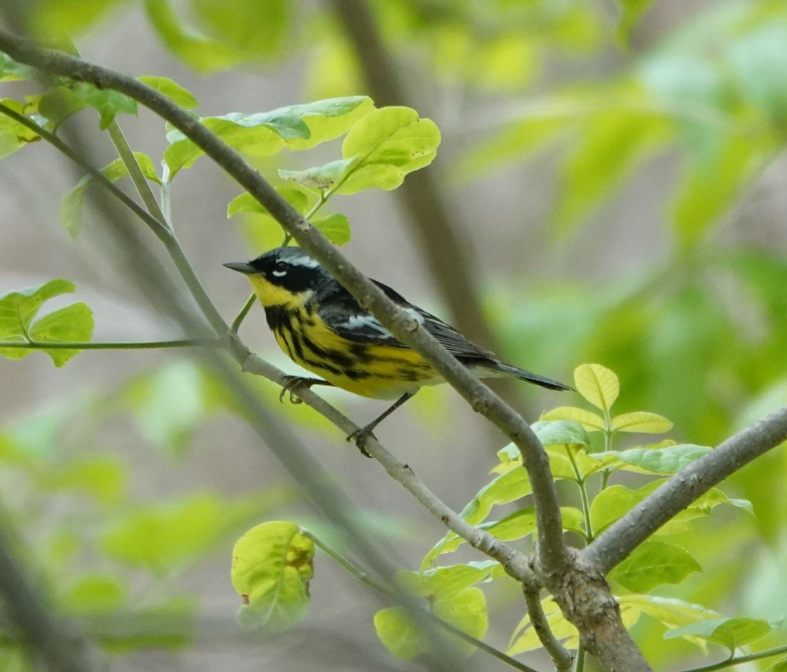 Magnolia Warbler - Zhongyu Wang