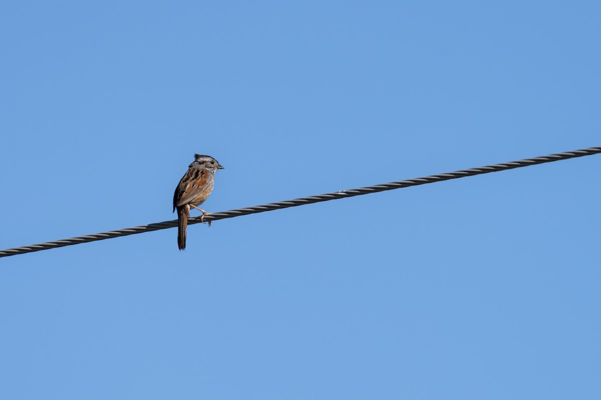 Swamp Sparrow - Matt Saunders