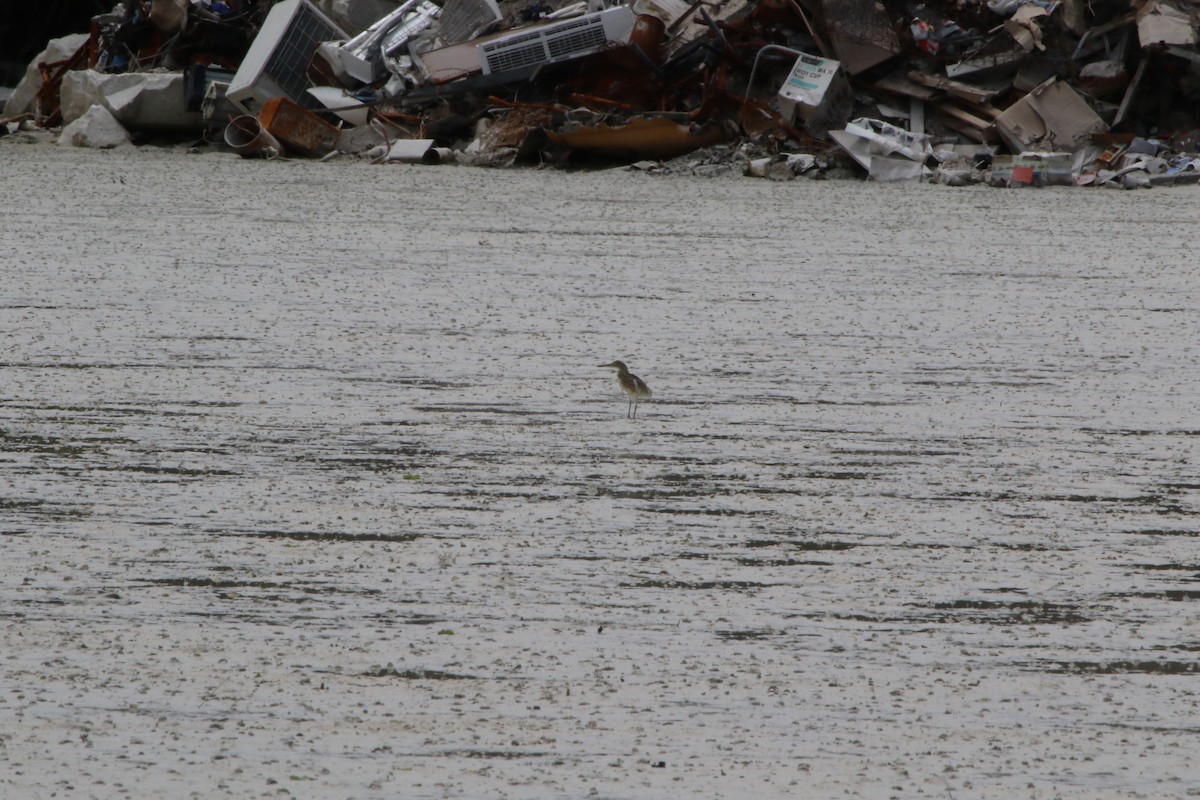 Javan Pond-Heron - ML619561408