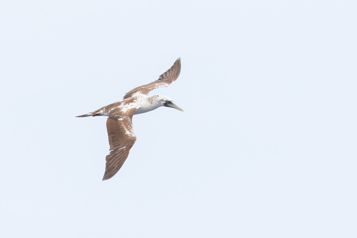 Masked Booby - ML619561409