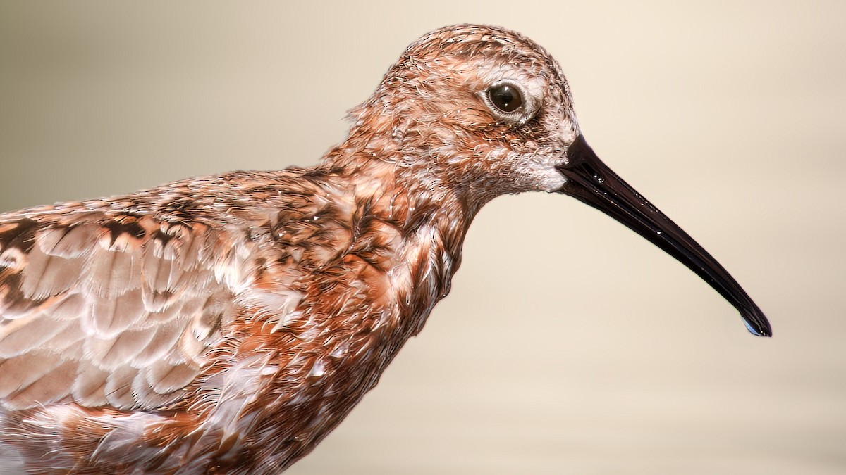 Curlew Sandpiper - SONER SABIRLI