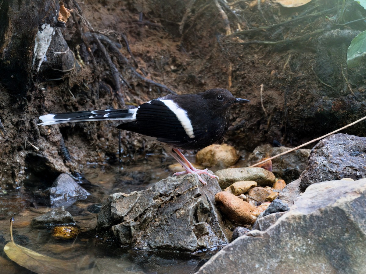 Bornean Forktail - ML619561417