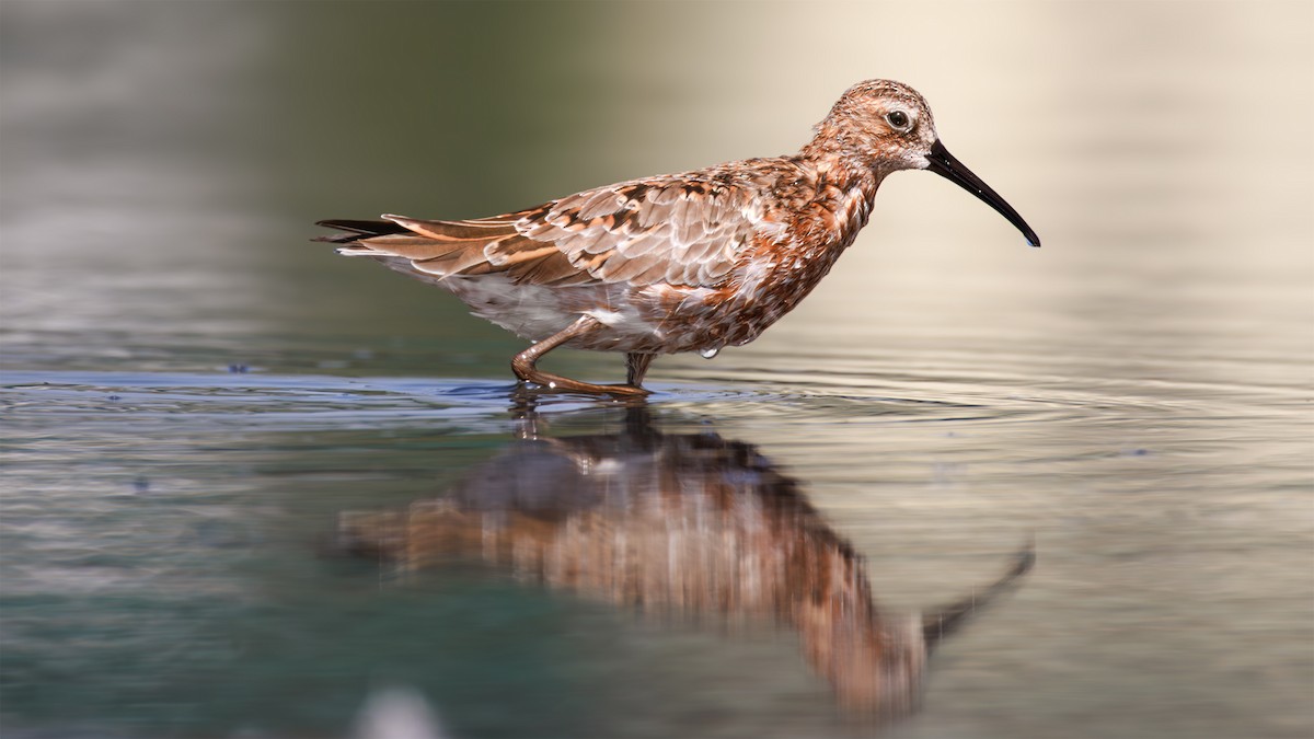 Curlew Sandpiper - SONER SABIRLI