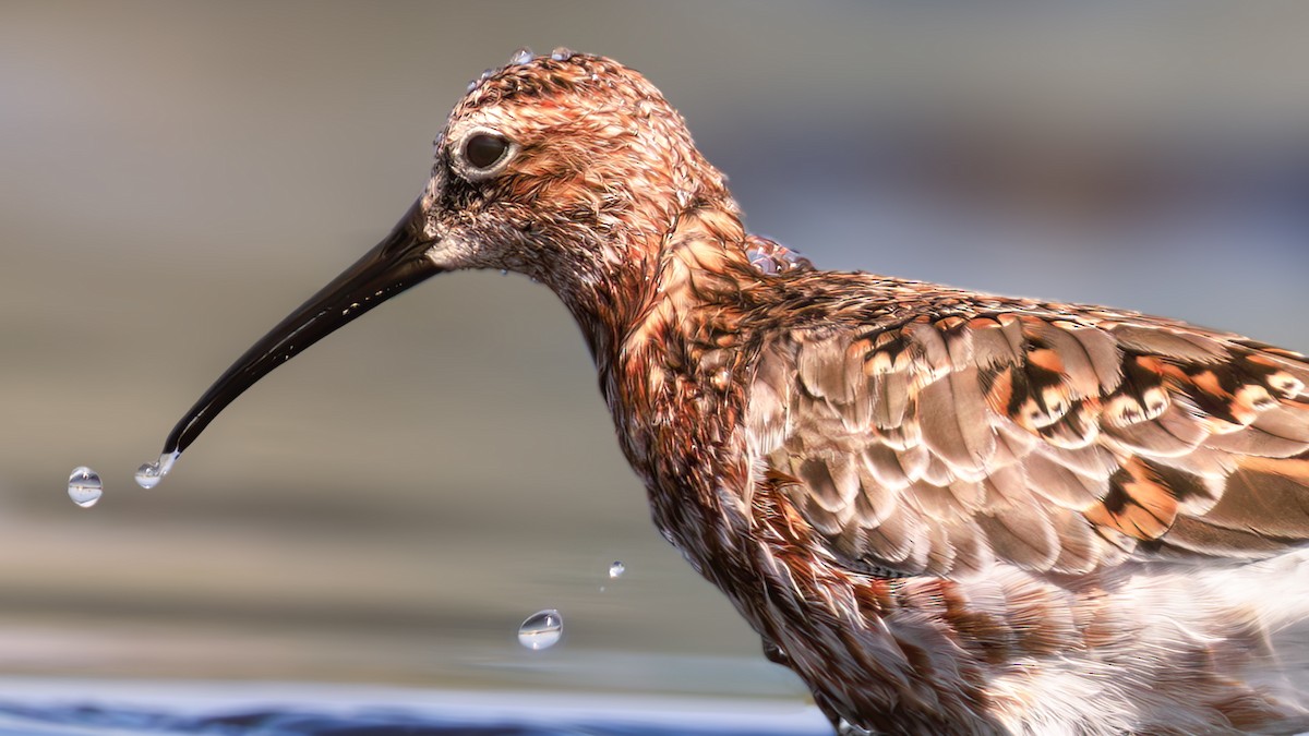 Curlew Sandpiper - SONER SABIRLI