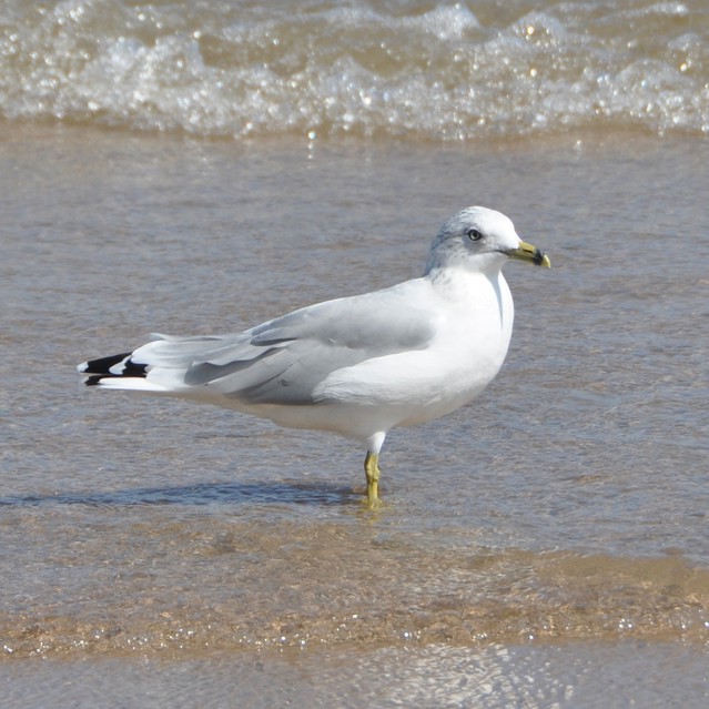 Ring-billed Gull - Mark Nofsinger