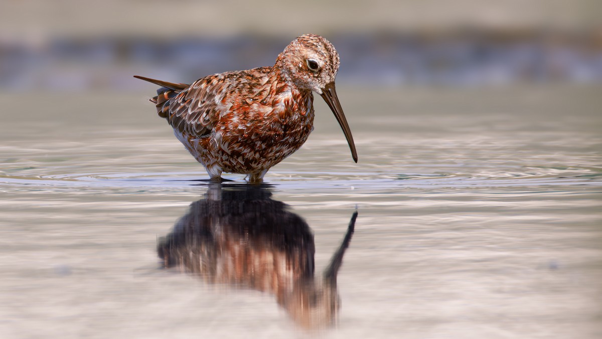 Curlew Sandpiper - SONER SABIRLI