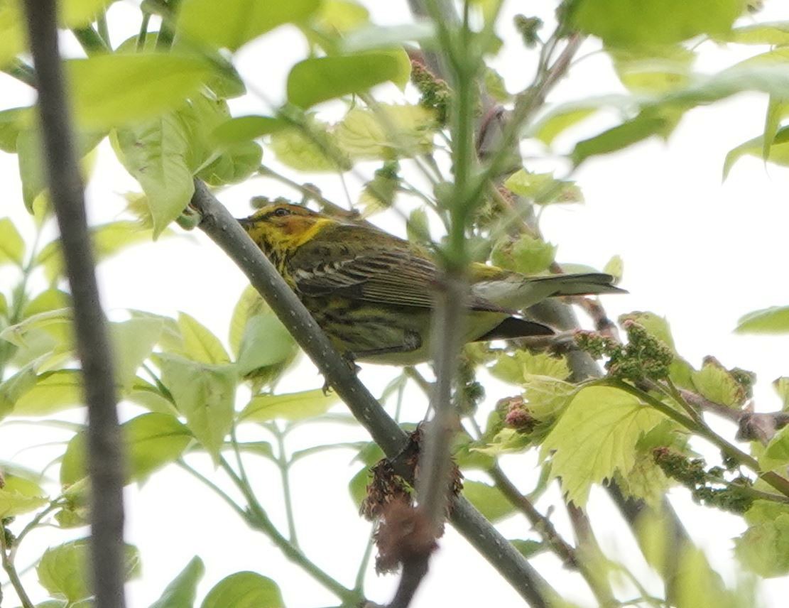 Cape May Warbler - Zhongyu Wang