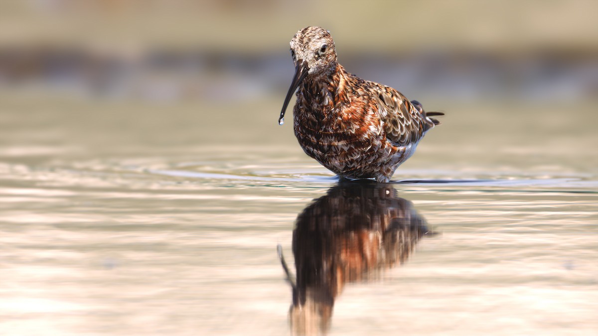 Curlew Sandpiper - SONER SABIRLI