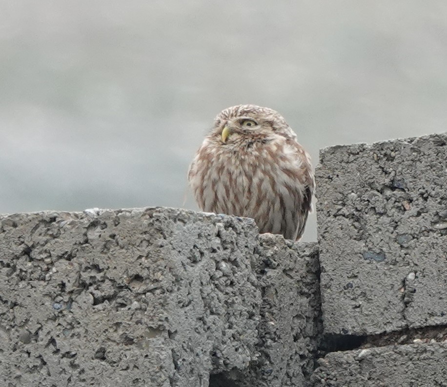 Little Owl (Hutton's) - Martin Pitt