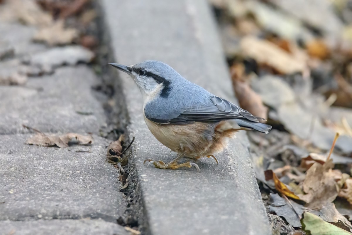 Eurasian Nuthatch - Valery Treitsiak