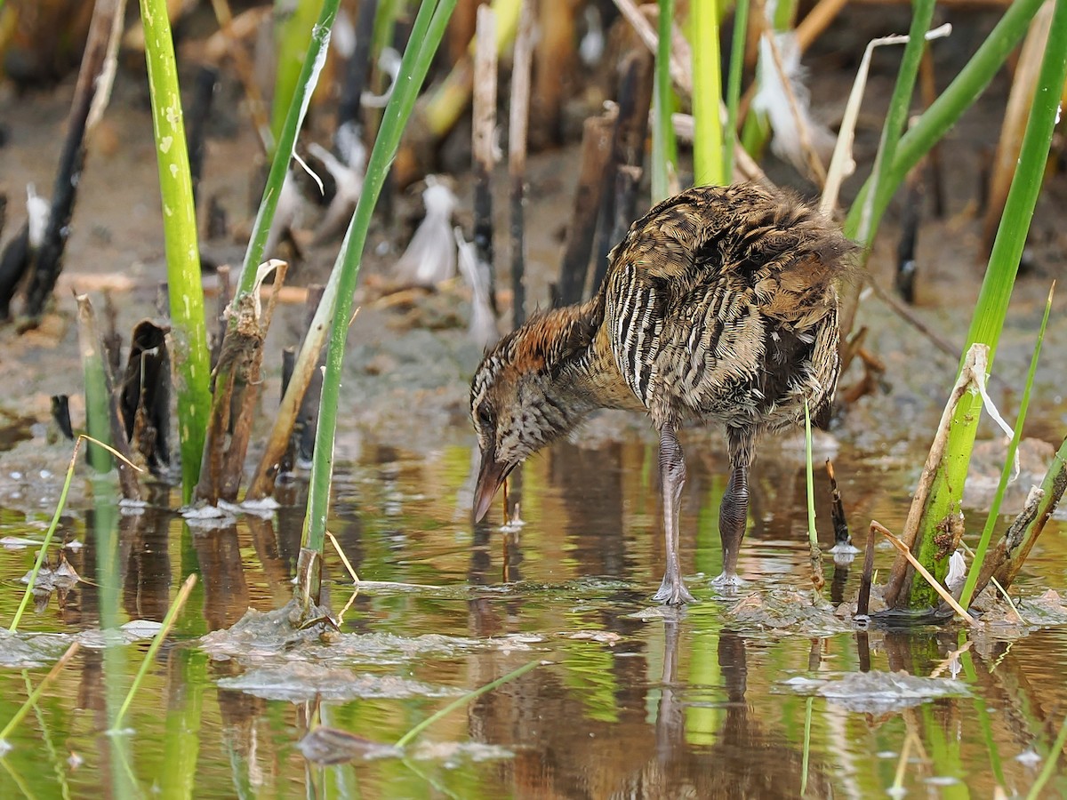 Buff-banded Rail - Len and Chris Ezzy