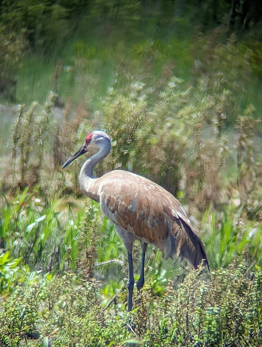 Sandhill Crane - Phil Mills