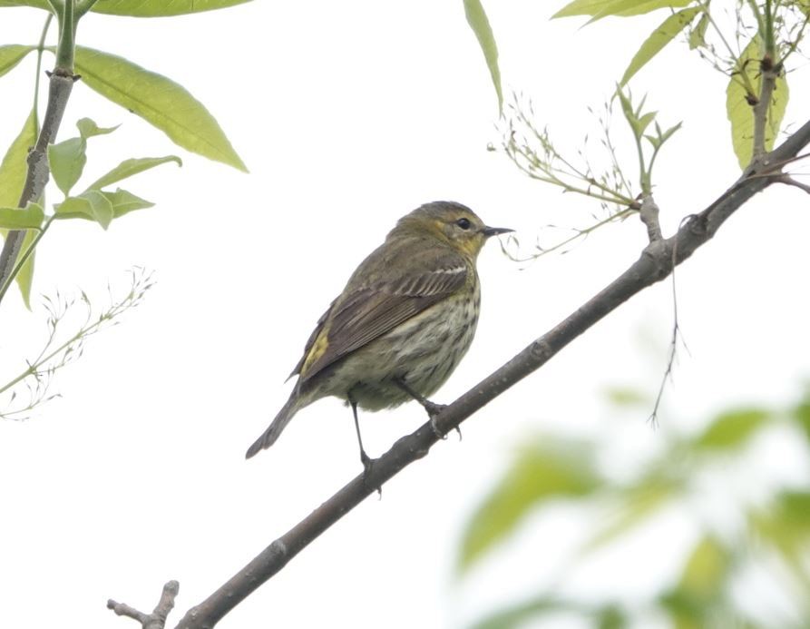 Cape May Warbler - Zhongyu Wang