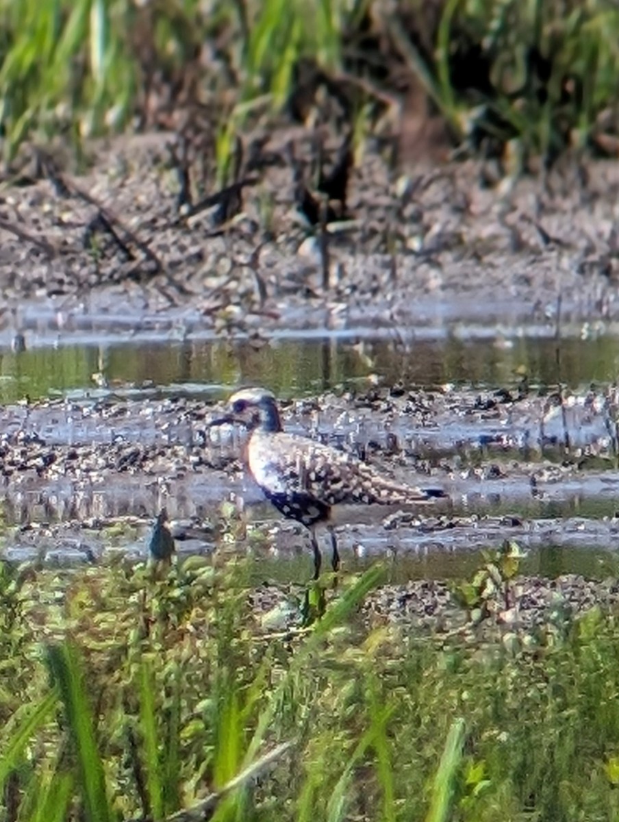 Black-bellied Plover - Phil Mills