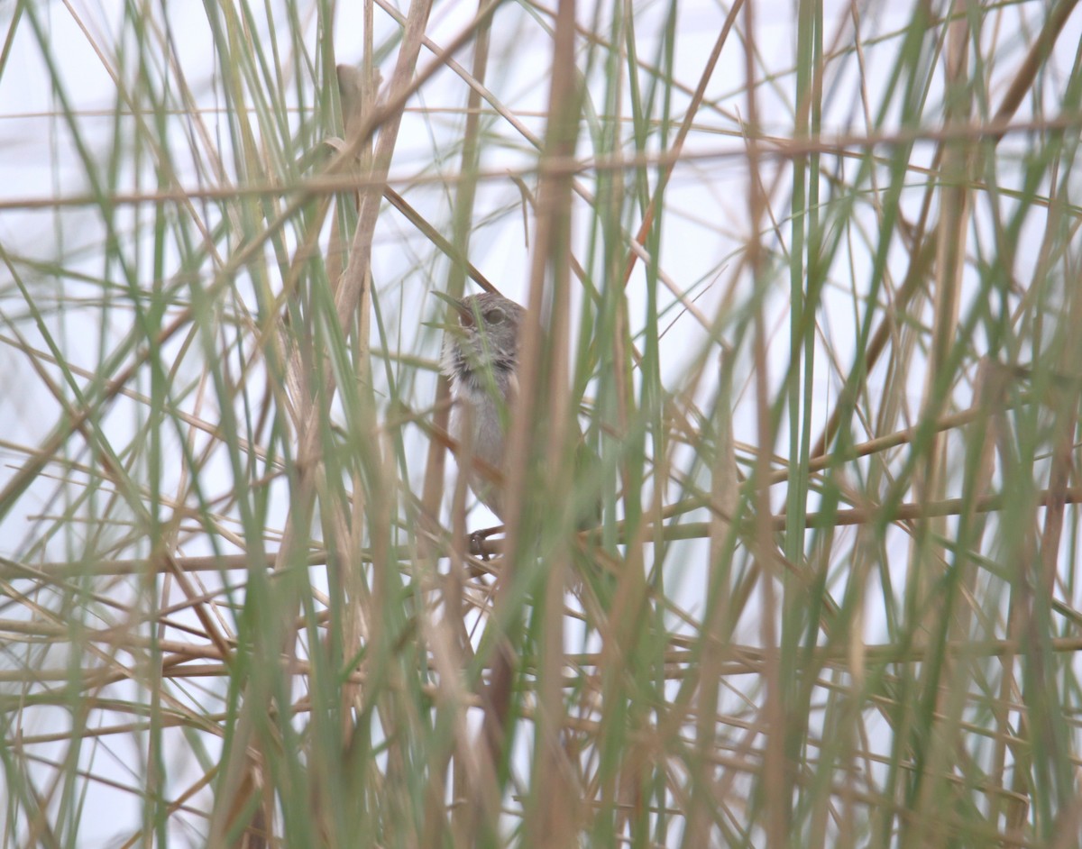 Swamp Grass Babbler - Praveen H N
