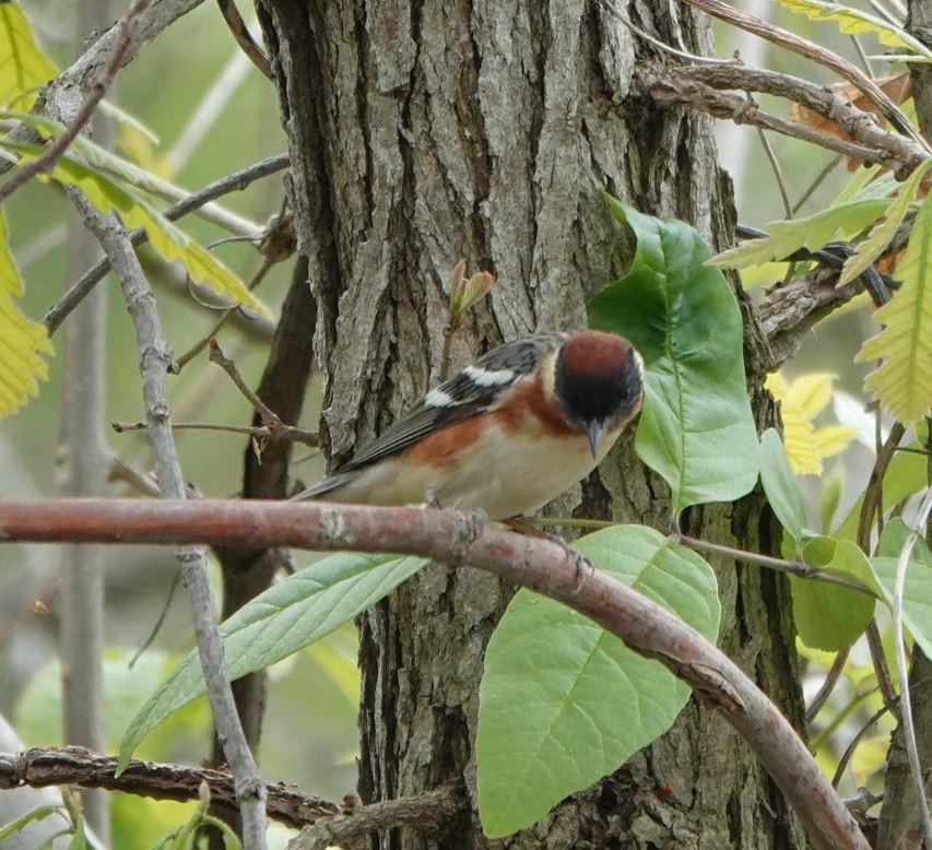 Bay-breasted Warbler - Zhongyu Wang