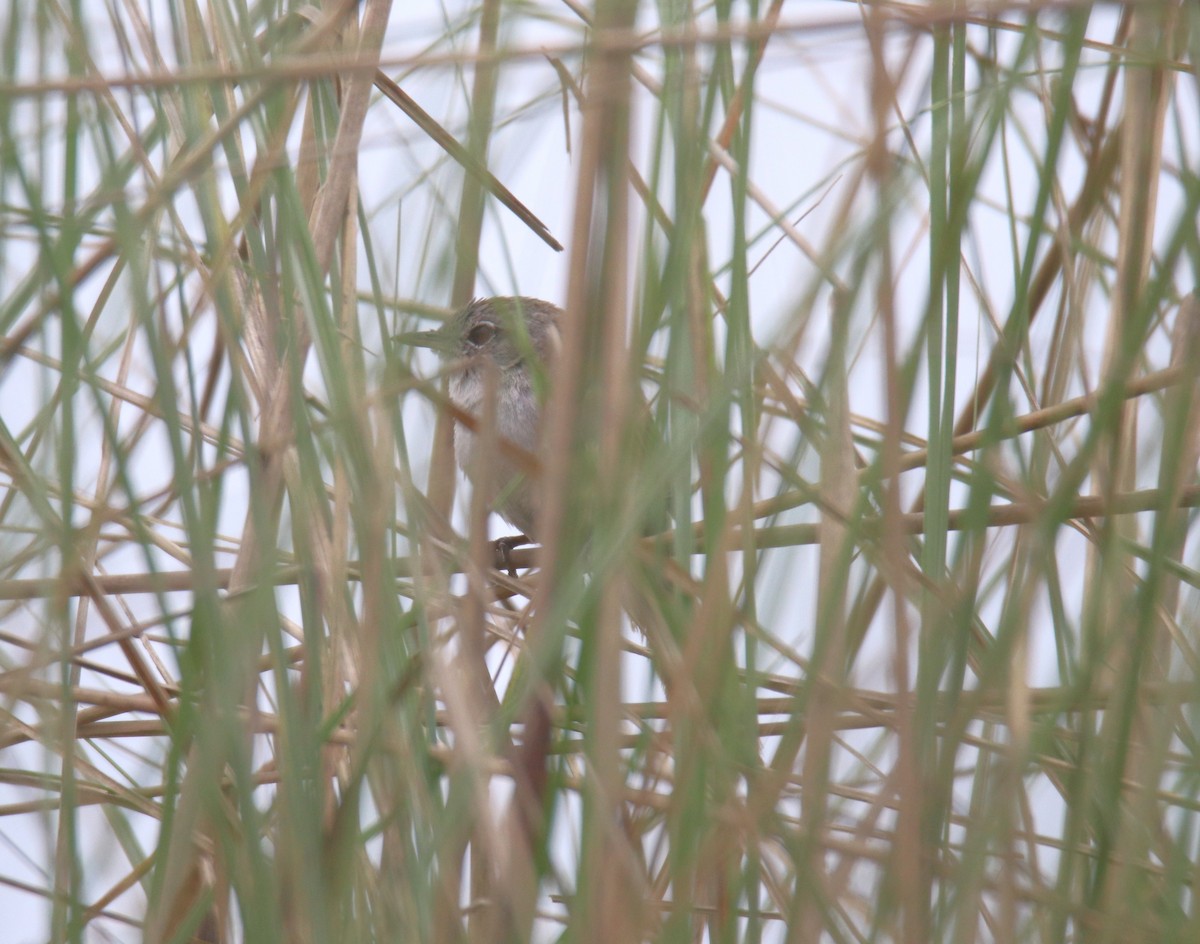 Swamp Grass Babbler - Praveen H N