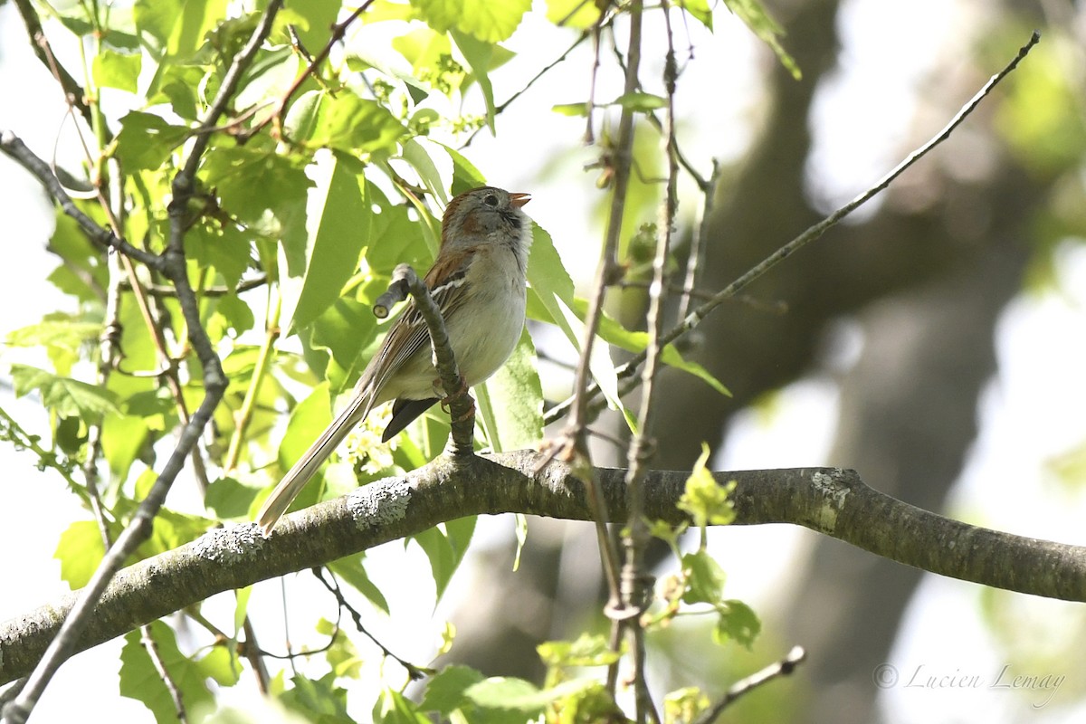 Field Sparrow - Lucien Lemay