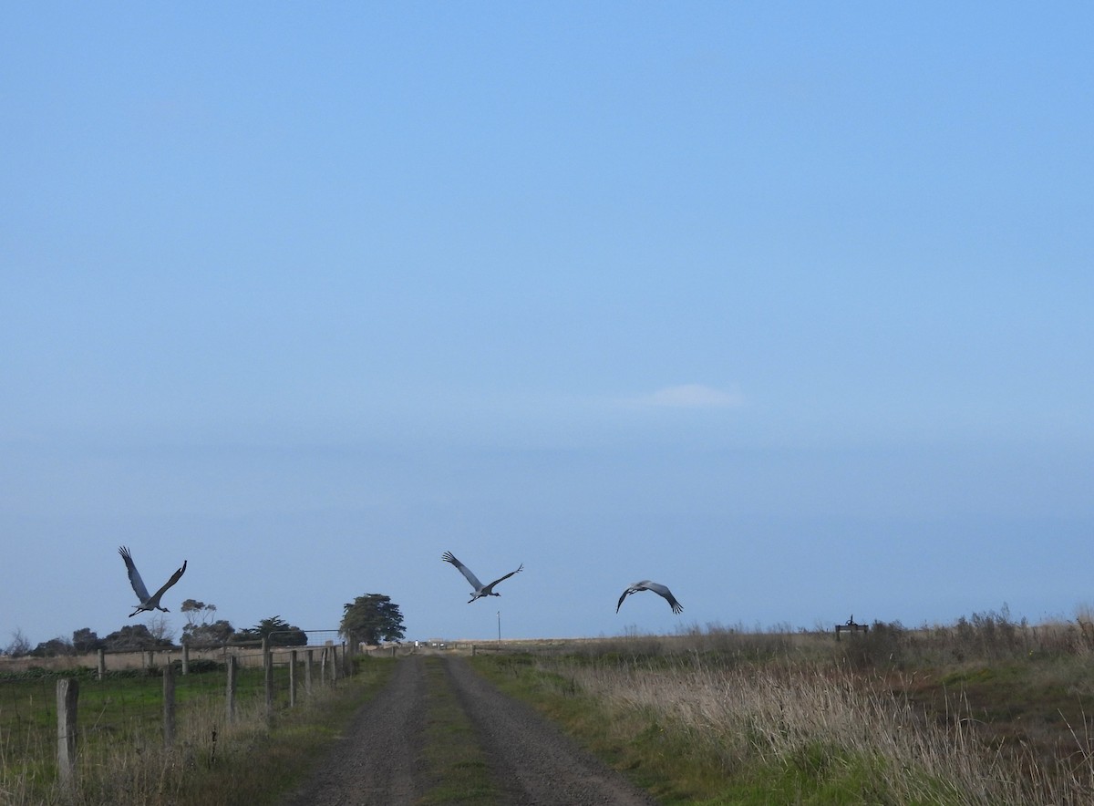 Grue brolga - ML619561475