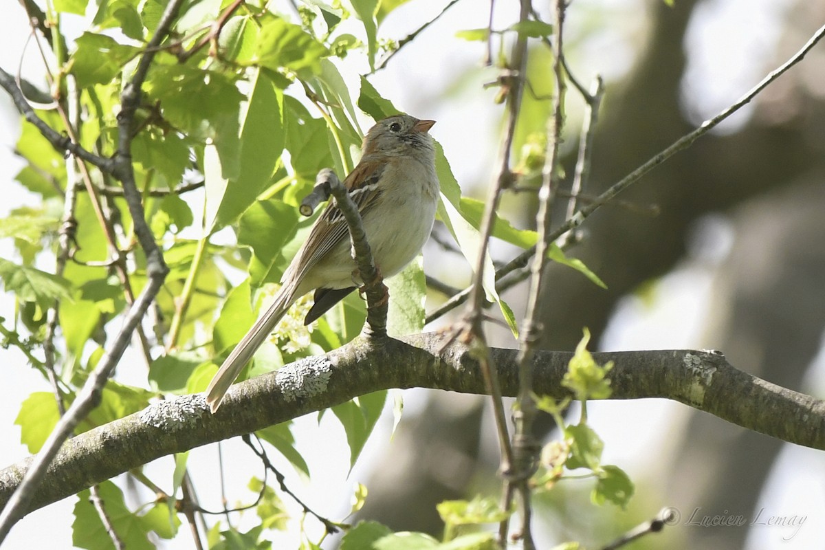 Field Sparrow - Lucien Lemay