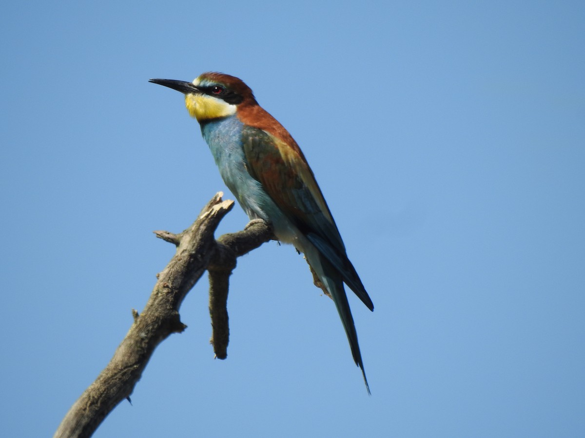 European Bee-eater - Gary Losada