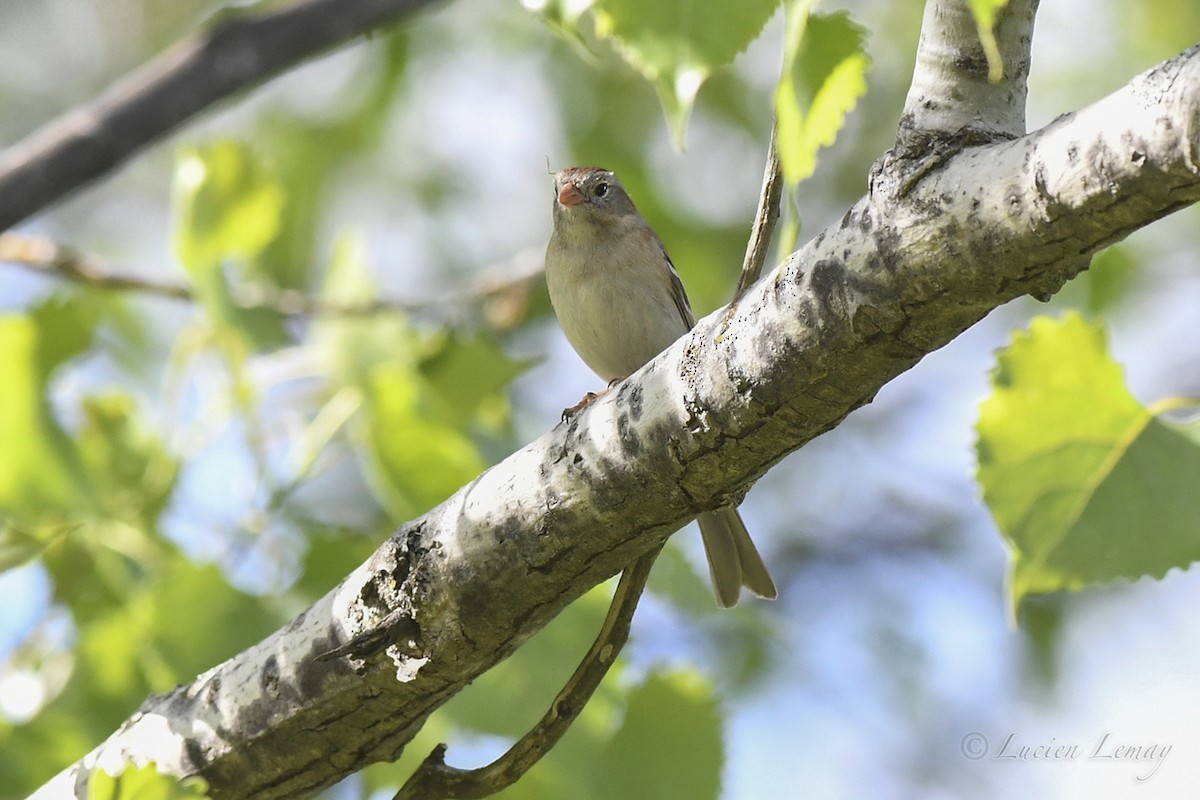 Field Sparrow - Lucien Lemay