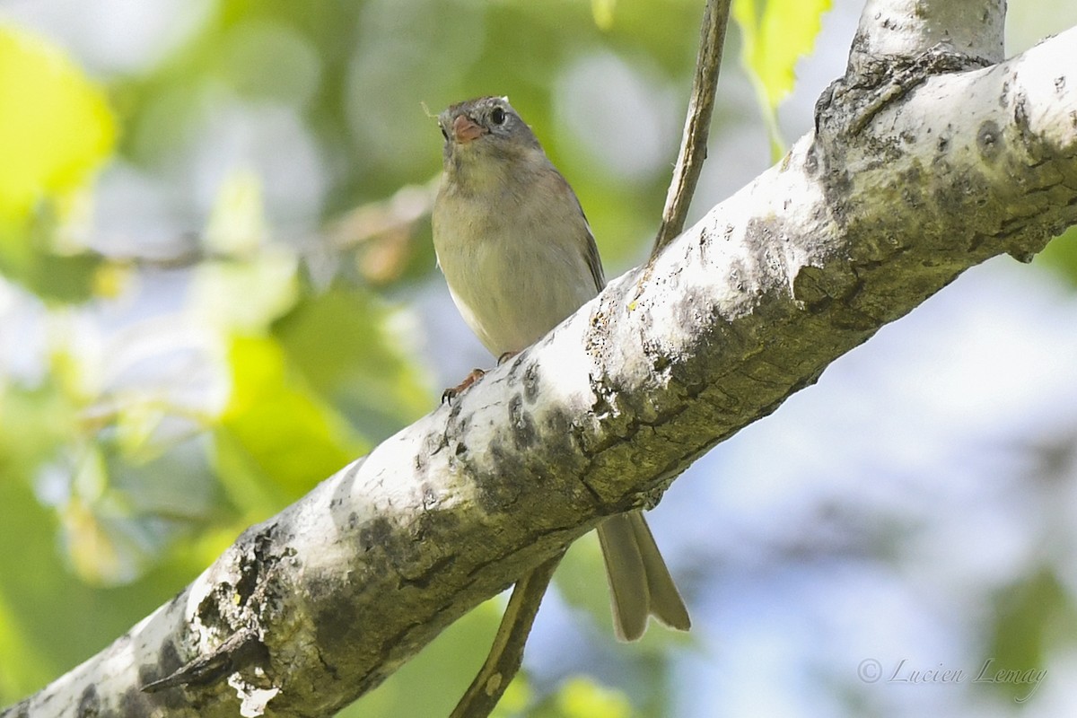 Field Sparrow - Lucien Lemay