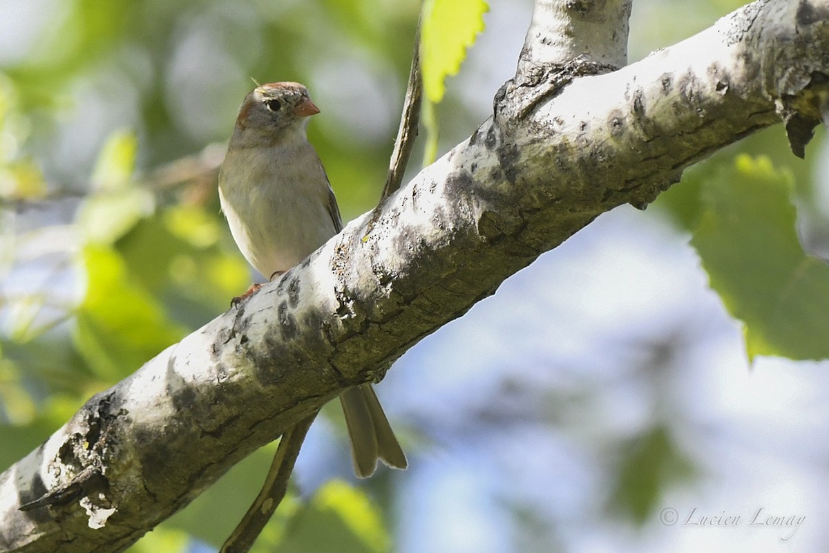 Field Sparrow - Lucien Lemay