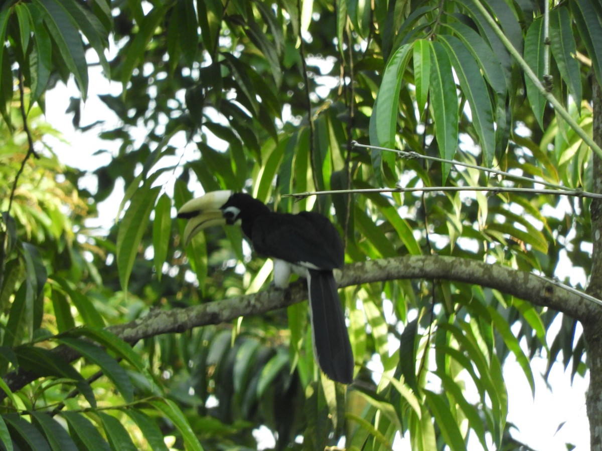 Oriental Pied-Hornbill - ML619561485