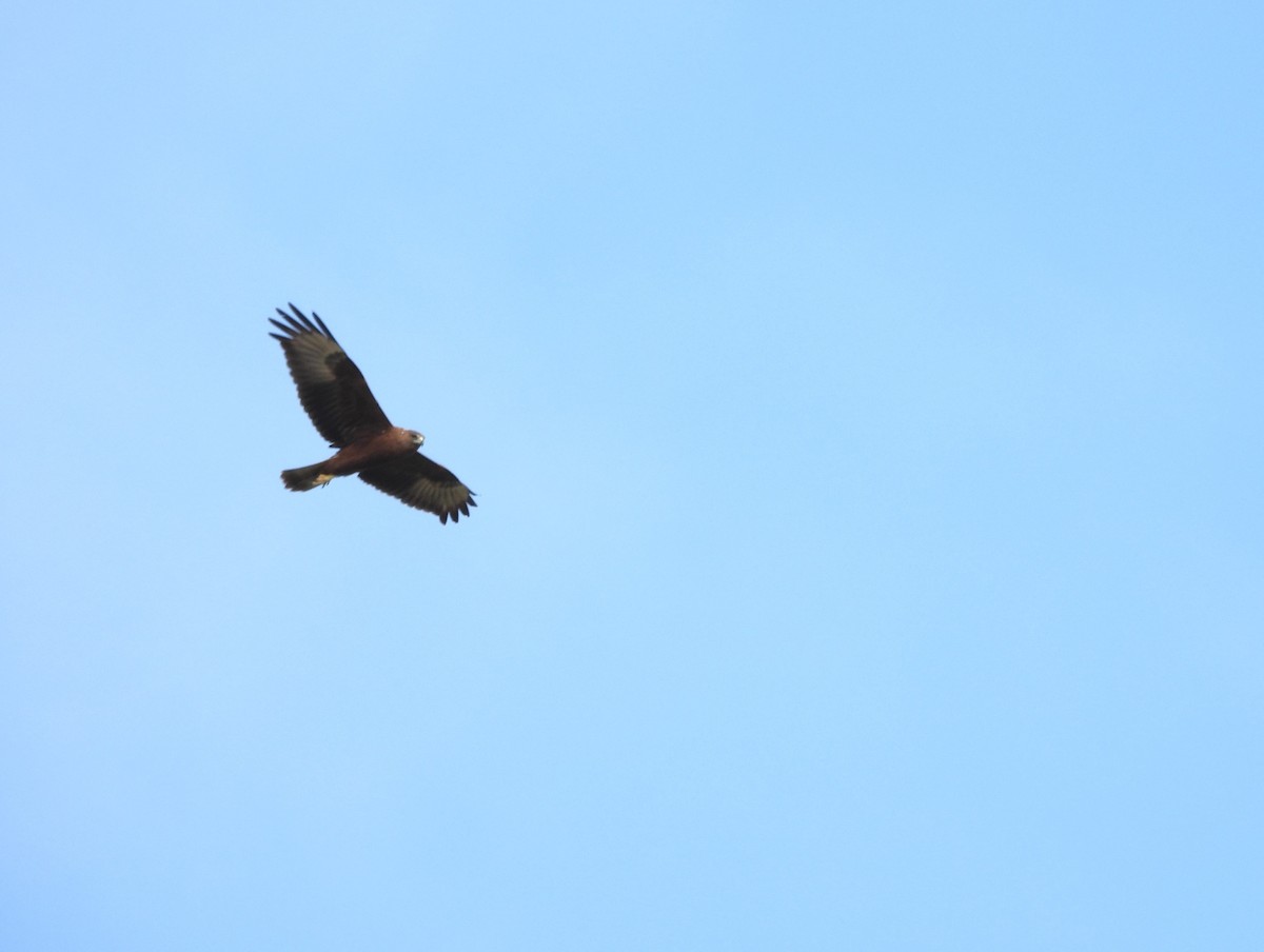 Swamp Harrier - Joanne Thompson