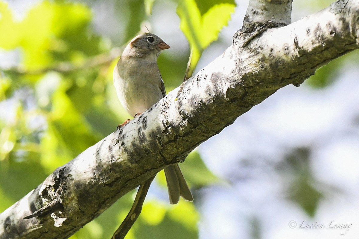 Field Sparrow - Lucien Lemay