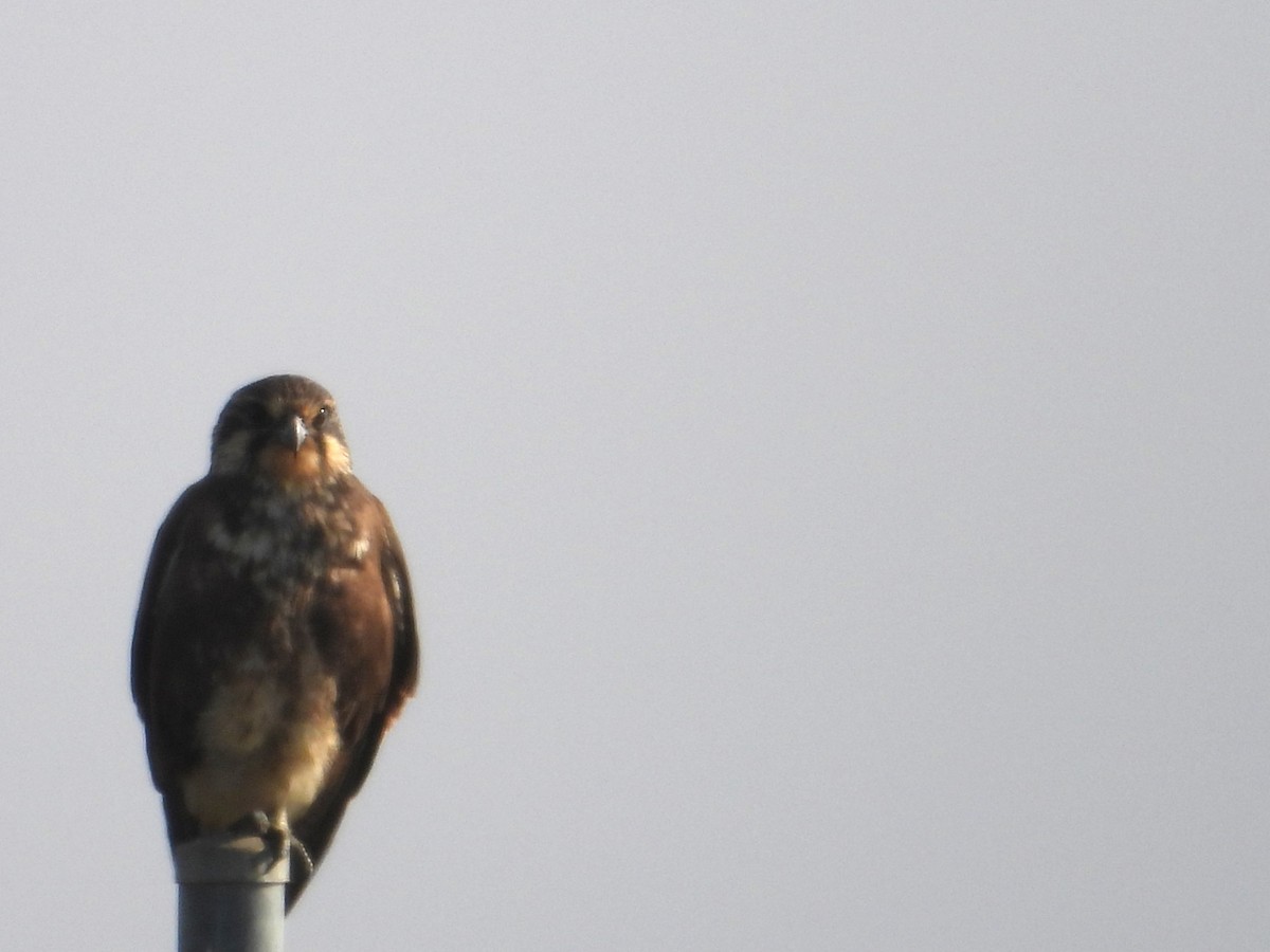 Brown Falcon - Joanne Thompson