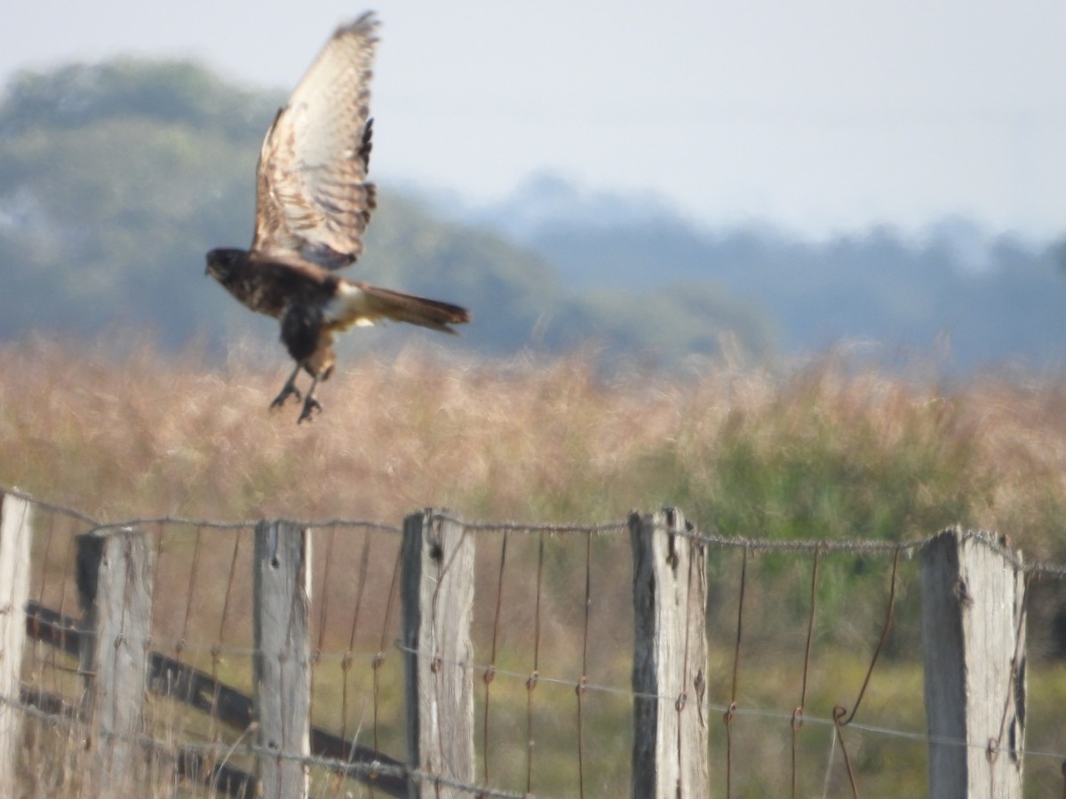 Brown Falcon - Joanne Thompson