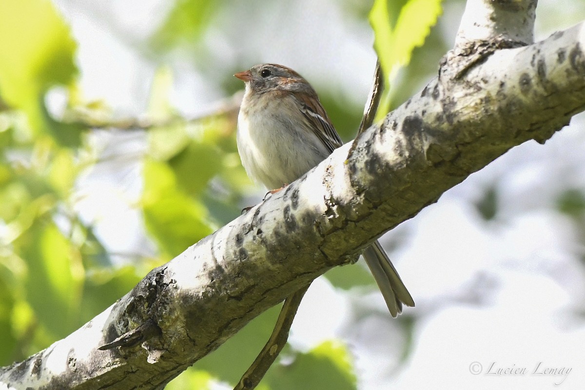 Field Sparrow - Lucien Lemay