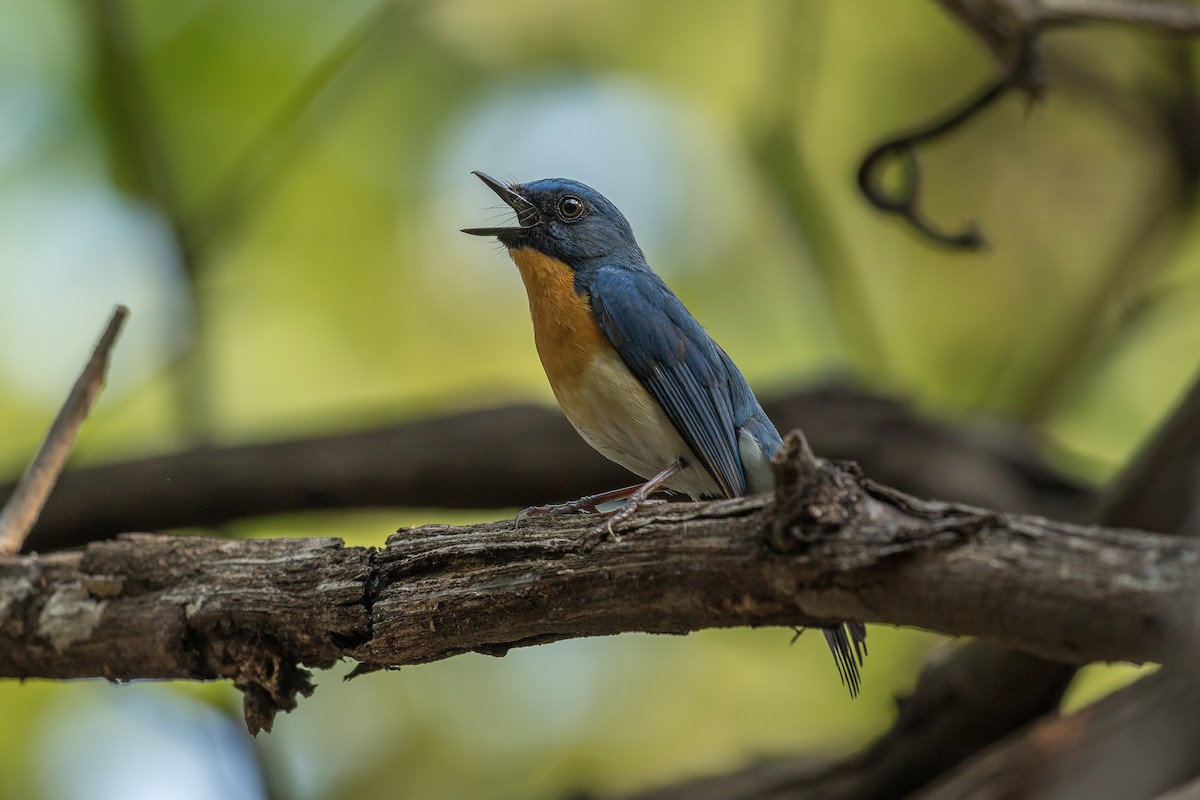 Tickell's Blue Flycatcher - Pranad Patil