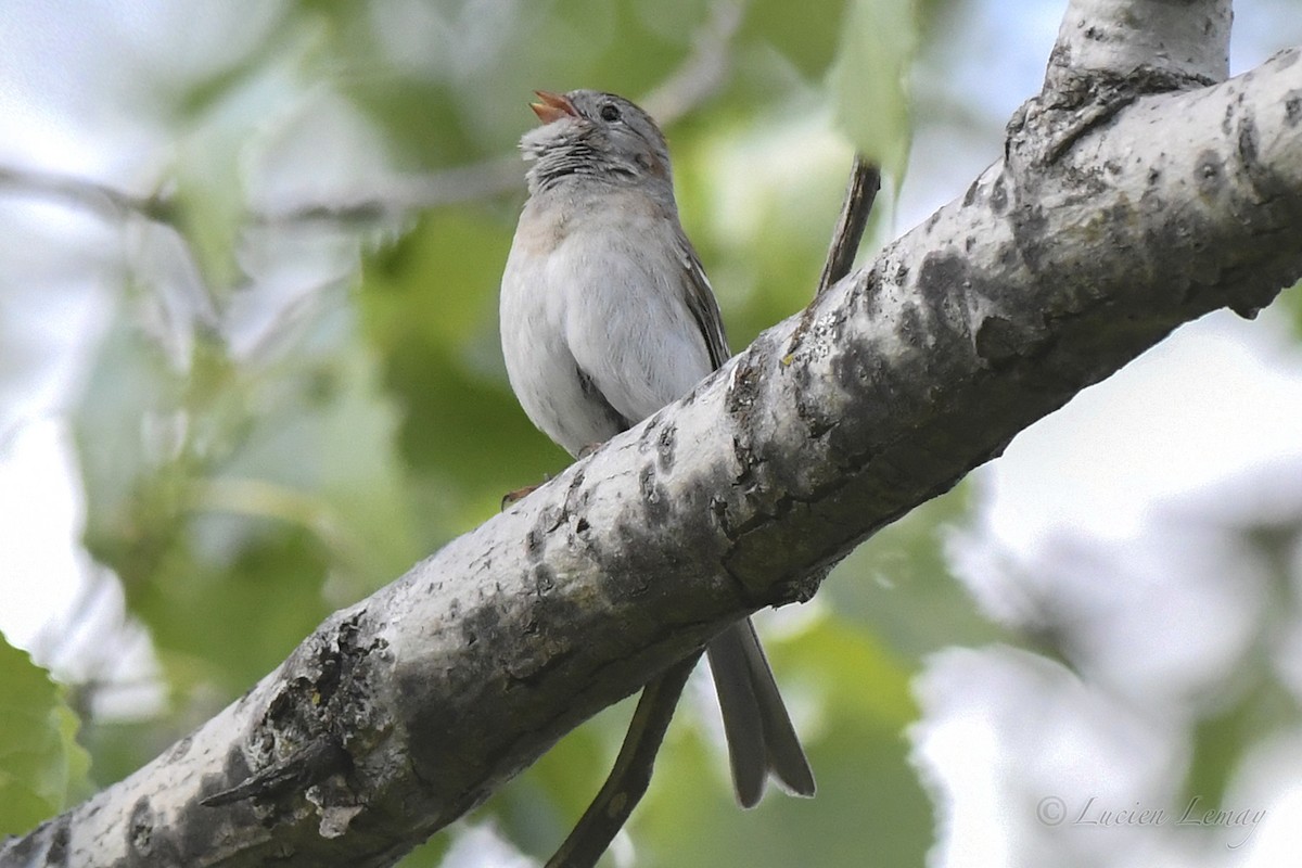 Field Sparrow - Lucien Lemay