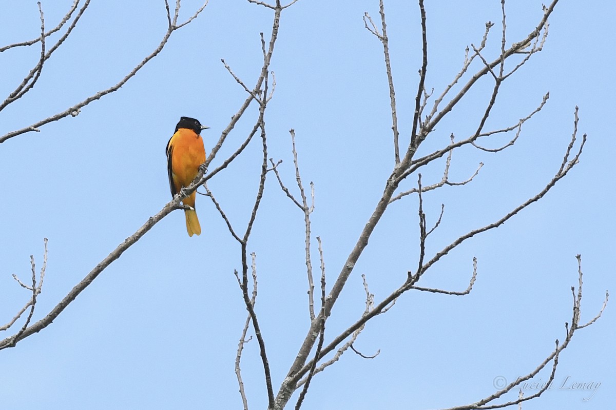 Baltimore Oriole - Lucien Lemay