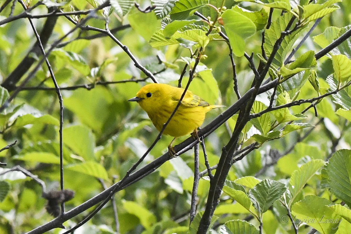 Yellow Warbler - Lucien Lemay