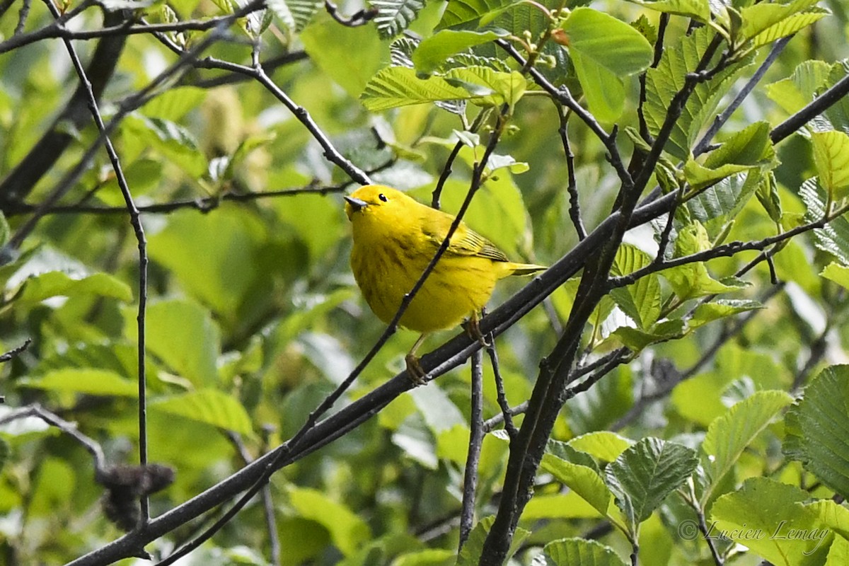 Yellow Warbler - Lucien Lemay