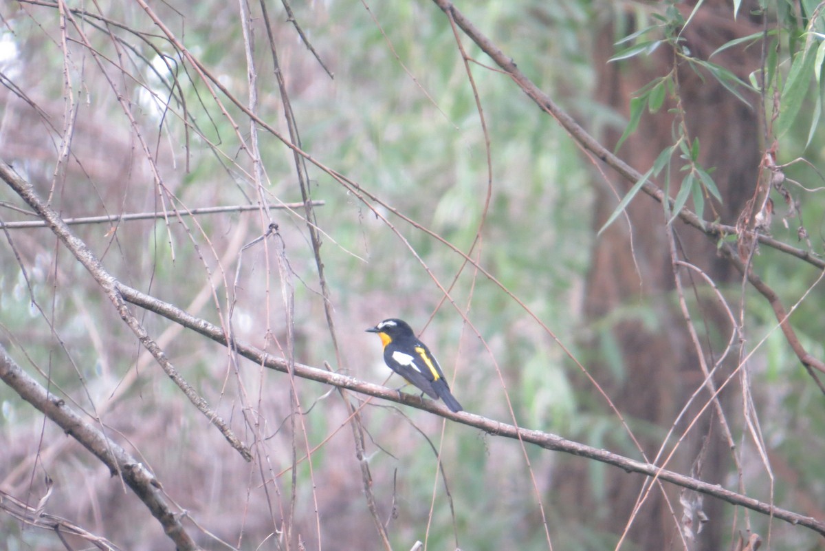 Yellow-rumped Flycatcher - Anonymous