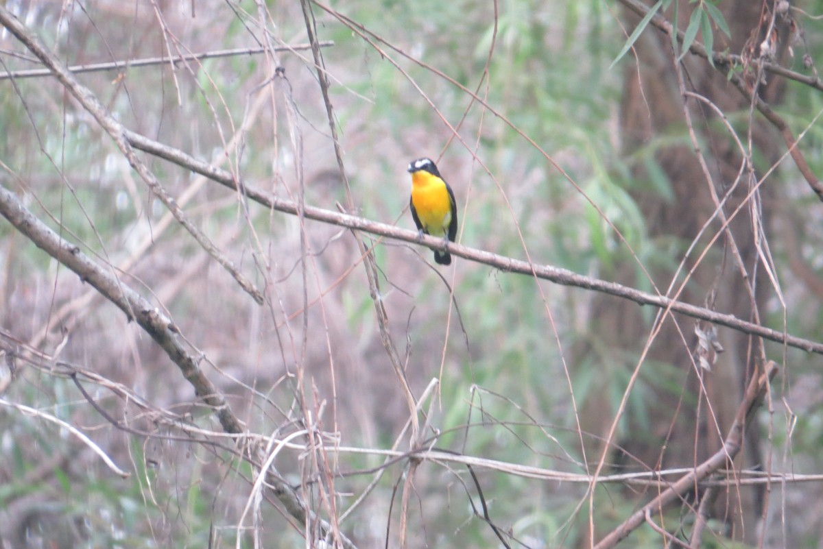 Yellow-rumped Flycatcher - Anonymous