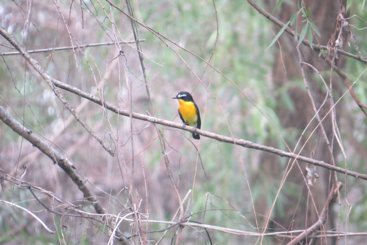 Yellow-rumped Flycatcher - Anonymous