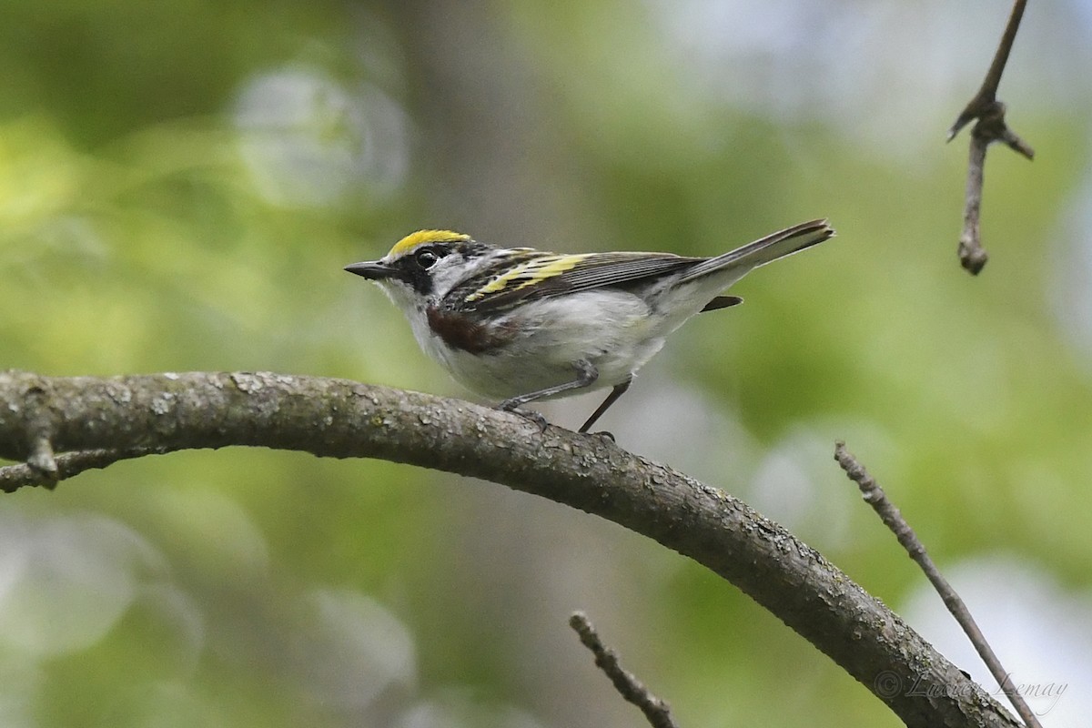 Chestnut-sided Warbler - Lucien Lemay