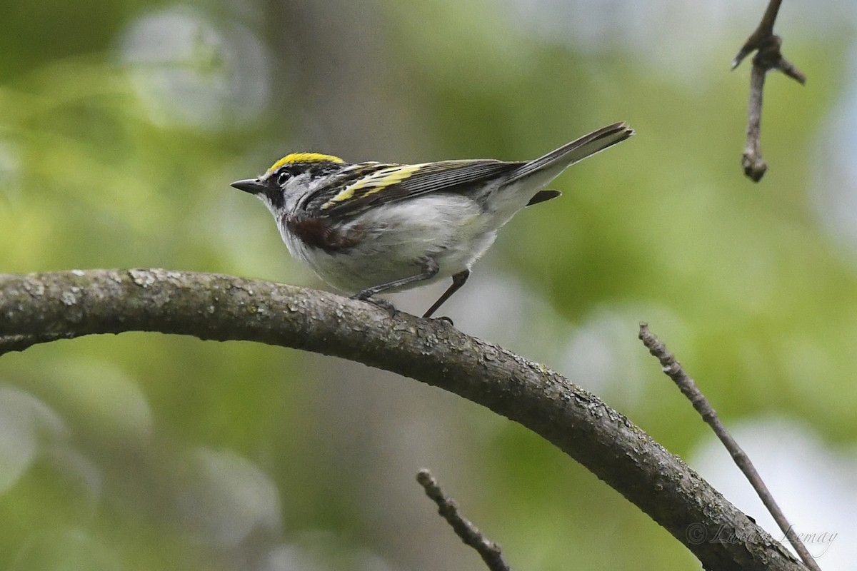 Chestnut-sided Warbler - Lucien Lemay