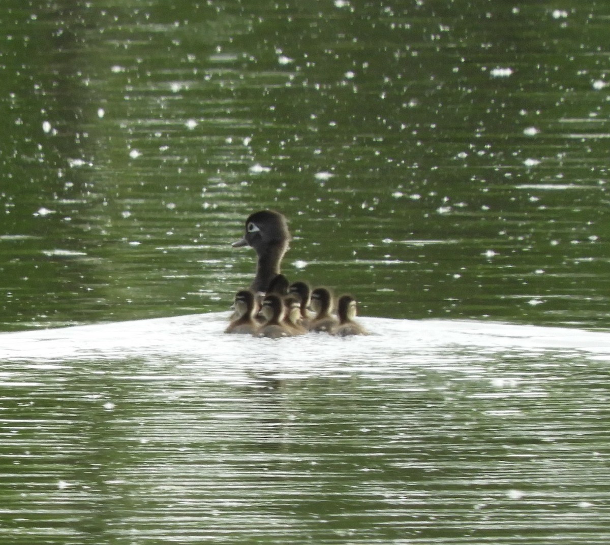 Wood Duck - ML619561530