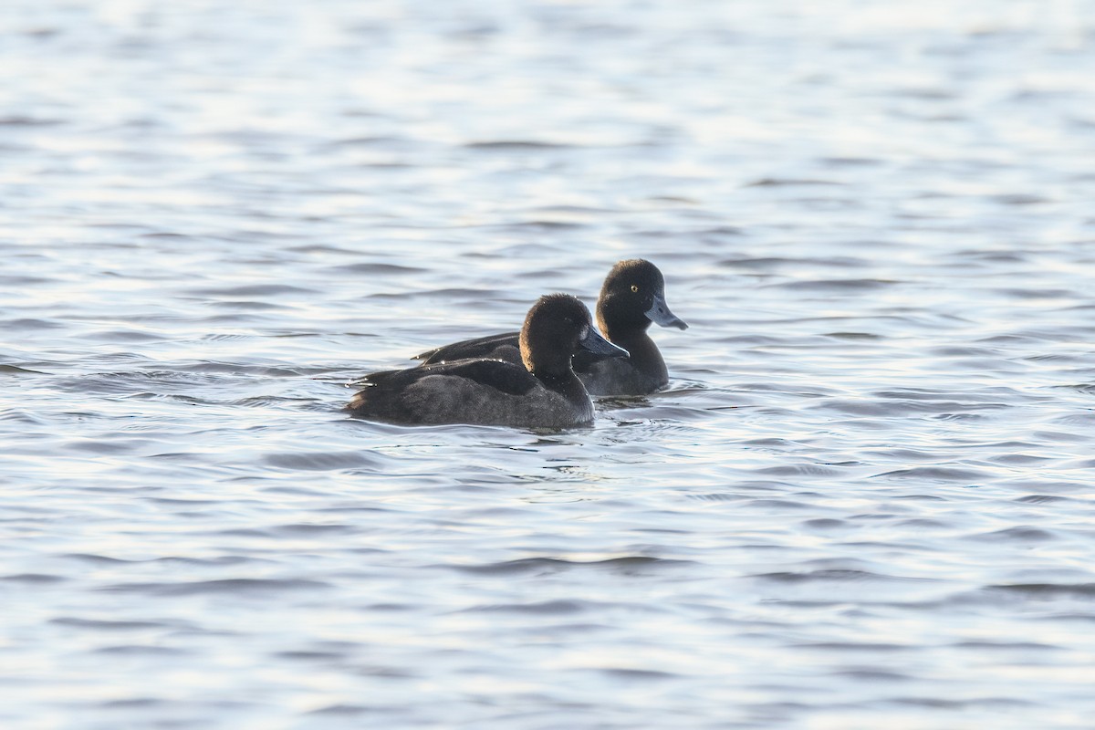 Tufted Duck - Valery Treitsiak