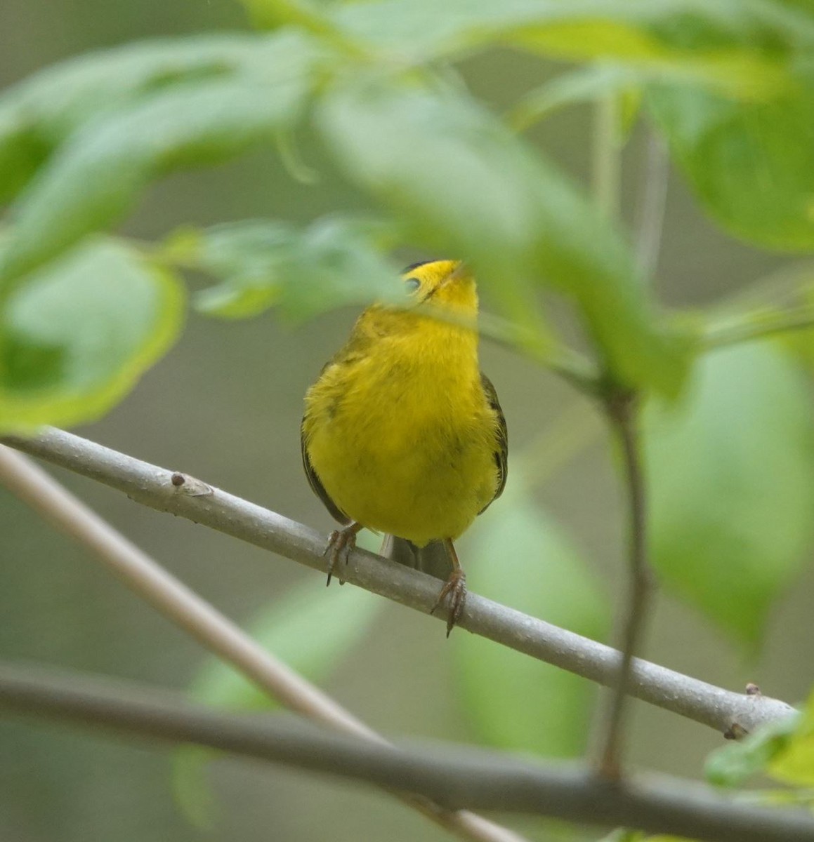 Wilson's Warbler - Zhongyu Wang